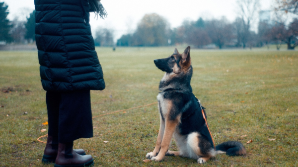 Train your dog to get them to behave appropriately in public and indoors. Read more to find out what the seven basic dog commands are.