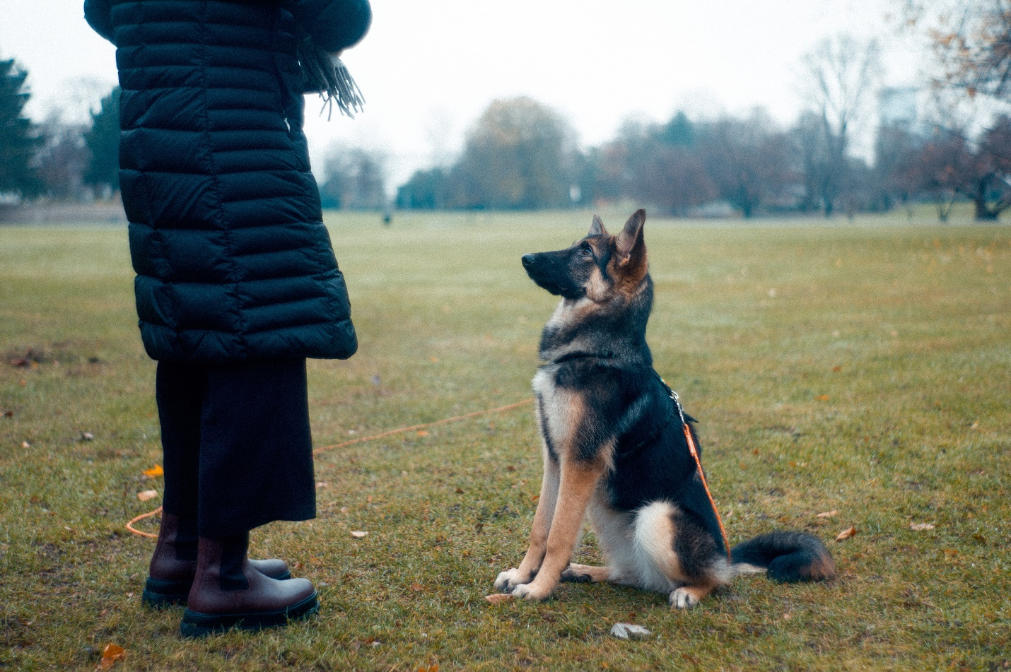 Train your dog to get them to behave appropriately in public and indoors. Read more to find out what the seven basic dog commands are.