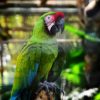 Simple ways to teach your parrot how to talk