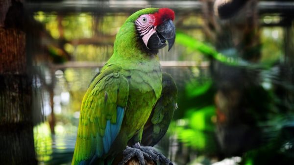 Simple ways to teach your parrot how to talk