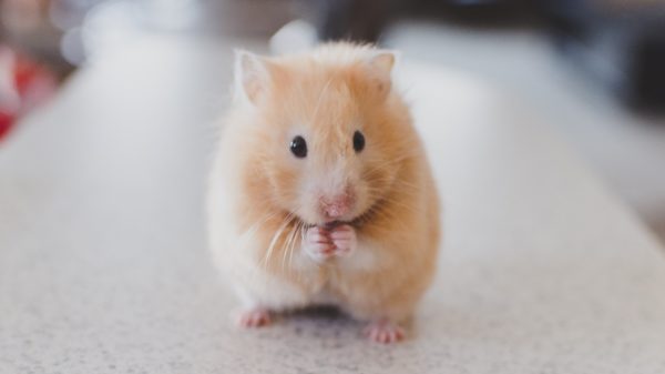 Taking care of your pet hamster