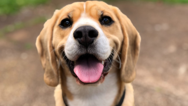 Knowing how to care for your dog is essential to their health and nutrition. Find out a few ways you can take care of your dog by reading more.