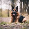 If you’re a dog lover, you’ve got to love the German Shepherd. Keep reading to know some cool facts about this wonderful breed of dogs.
