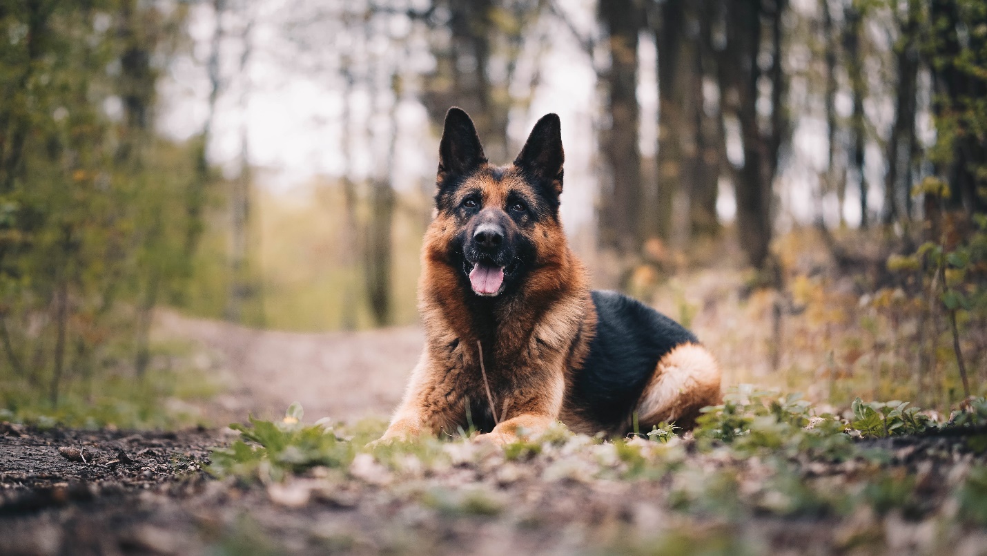 If you’re a dog lover, you’ve got to love the German Shepherd. Keep reading to know some cool facts about this wonderful breed of dogs.
