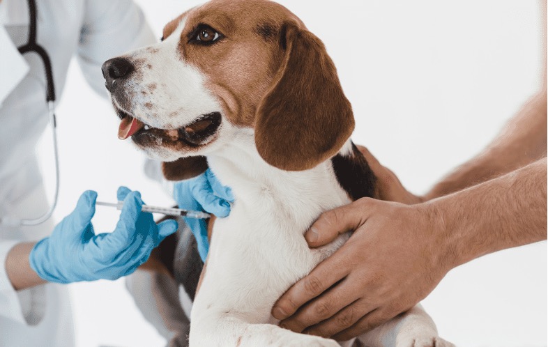 To ensure your pet stays healthy, you need to schedule regular appointments to the vet to know when and which vaccine to give to your pet. Keep reading to know more.