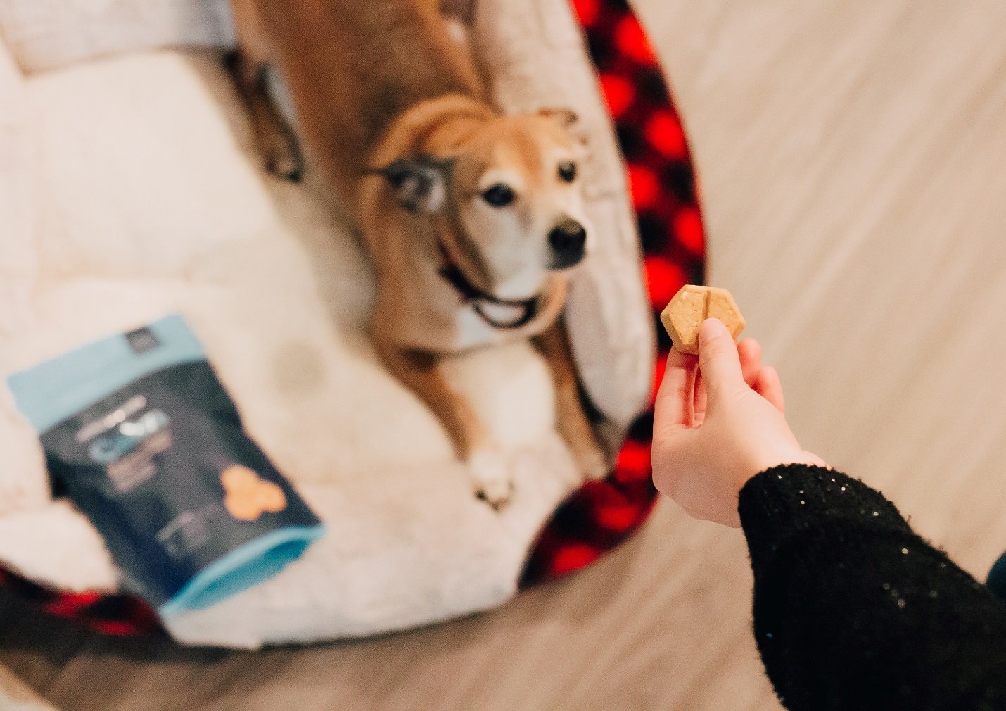 When you’re giving a treat to your dog, make sure that it isn’t any kind of nut. Nuts aren’t a dog’s best friends as they can seriously harm their digestive system. Keep reading to know more.
