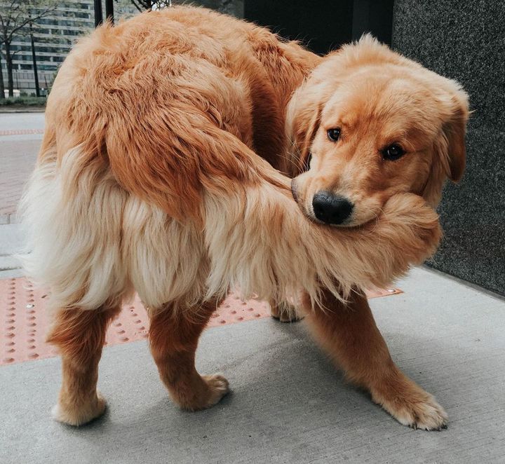 a dog chasing its tail meaning