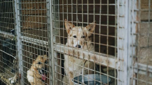 Reasons to help and support animal shelters