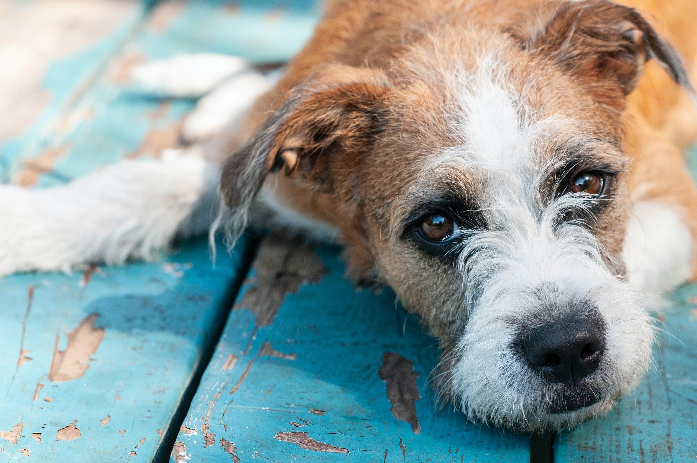 These are the differences between taking home a stray or a rescue.