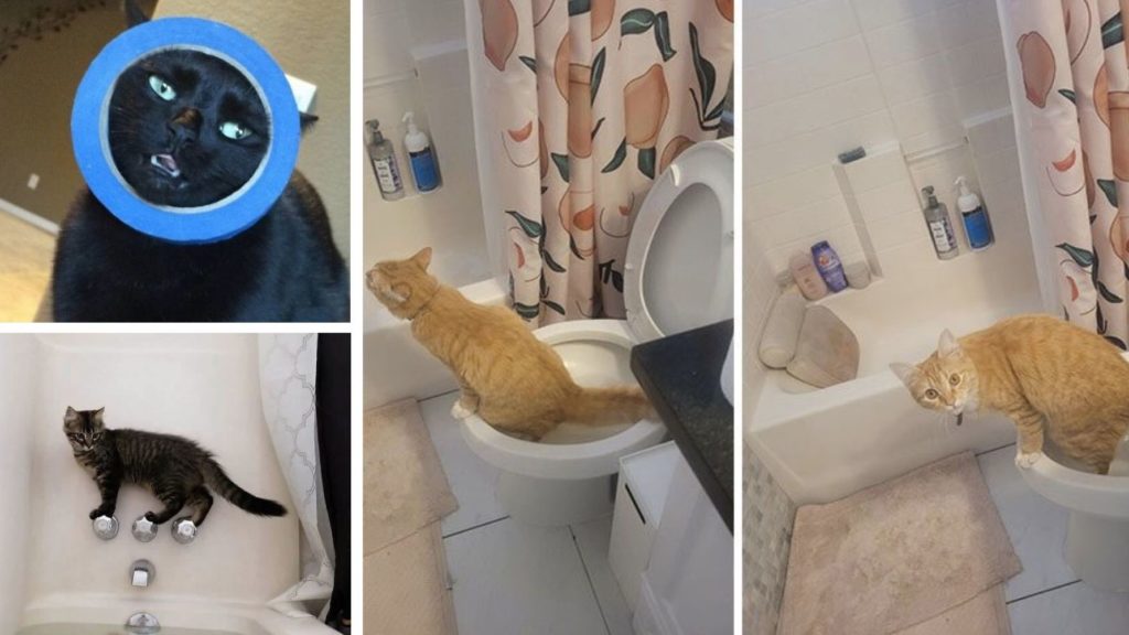 Rascal Cats Getting Themselves Into Unexpected Situations Tipopedia