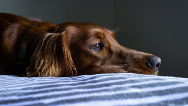 Moping around is a sign of unhappiness in dogs