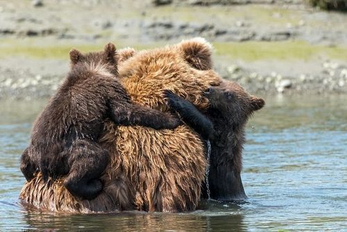 Mama Bear Gets Fishermen To Rescue Her Drowning Bear Cubs