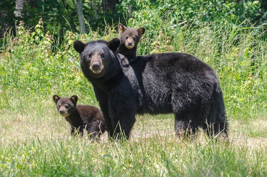 Animals Who Performed Heroic Acts