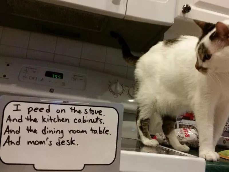 Funny Photos of the Naughtiest Cats in the World
