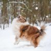 Here are a few tips to help protect your dog in the cold.