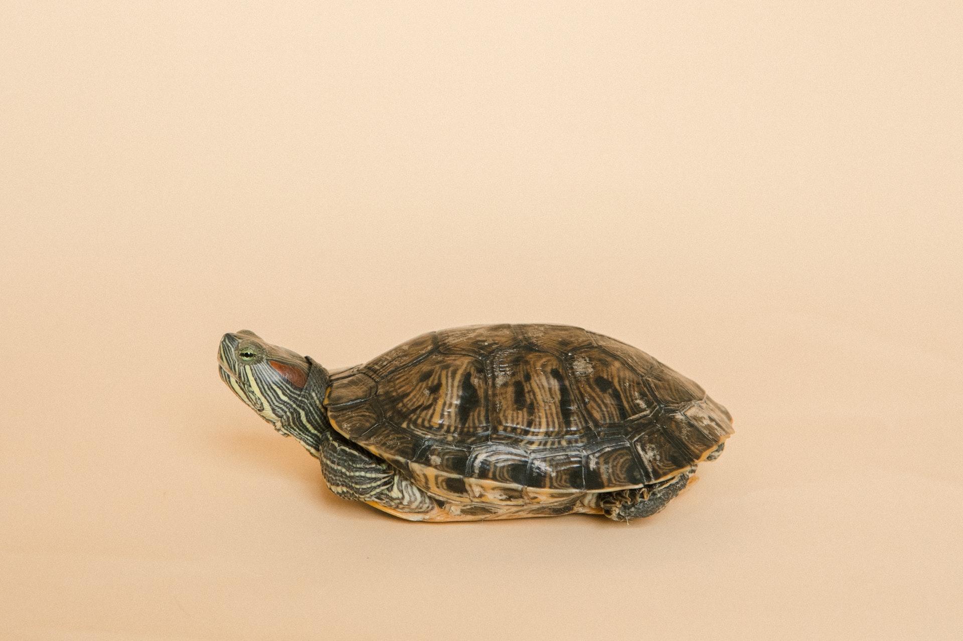 Here is how you should care for your pet turtle