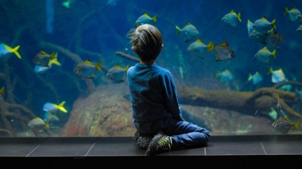 These are the fishes you can keep in aquariums safely and easily.