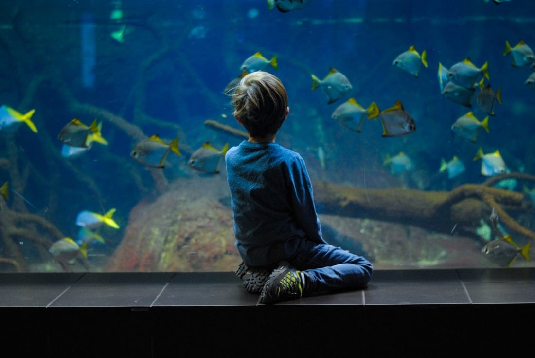 These are the fishes you can keep in aquariums safely and easily.