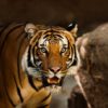Endangered animal species