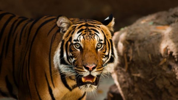 Endangered animal species