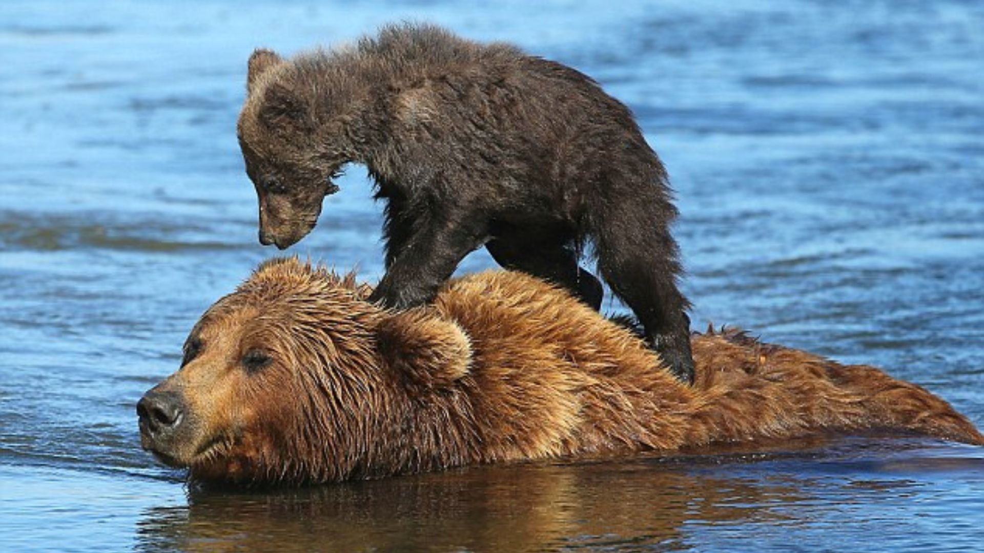 A Mother's Love Mama Bear Recruits Two Fishermen To Save Her Drowning