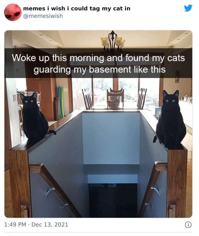 Hilarious Cat Memes That We Only Wish Our Feline Friends Could Understand