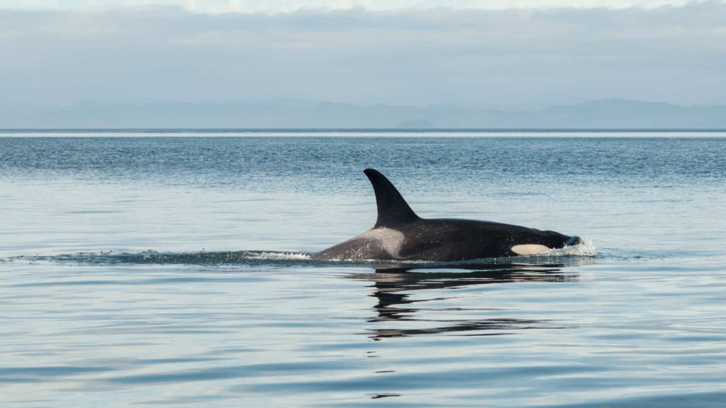 Diver Confused When Orca Follows Him, Then He Notices Its Damaged Fin