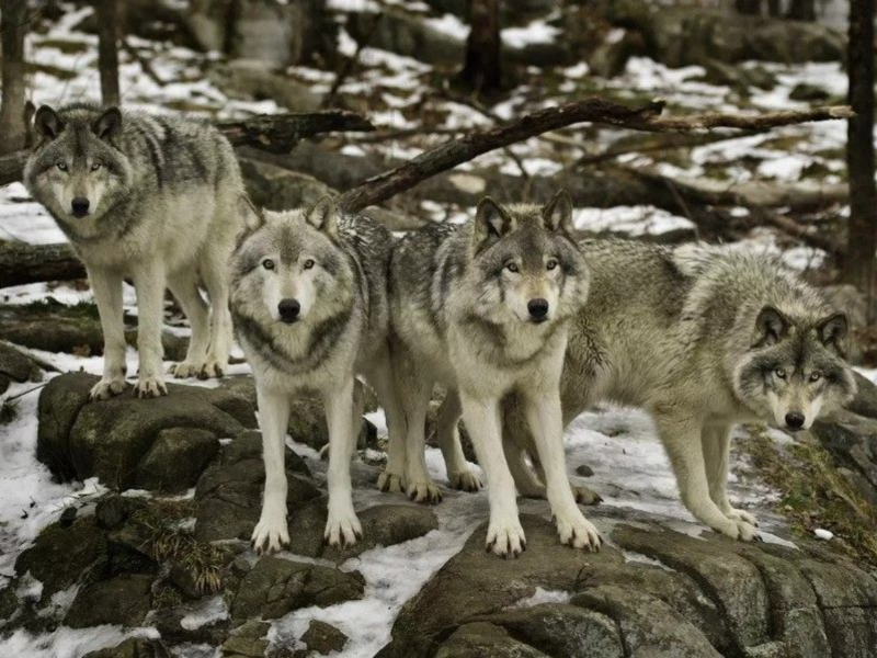 Man Frees a Trapped Wolf and Gets Rewarded With a Heartwarming Reunion