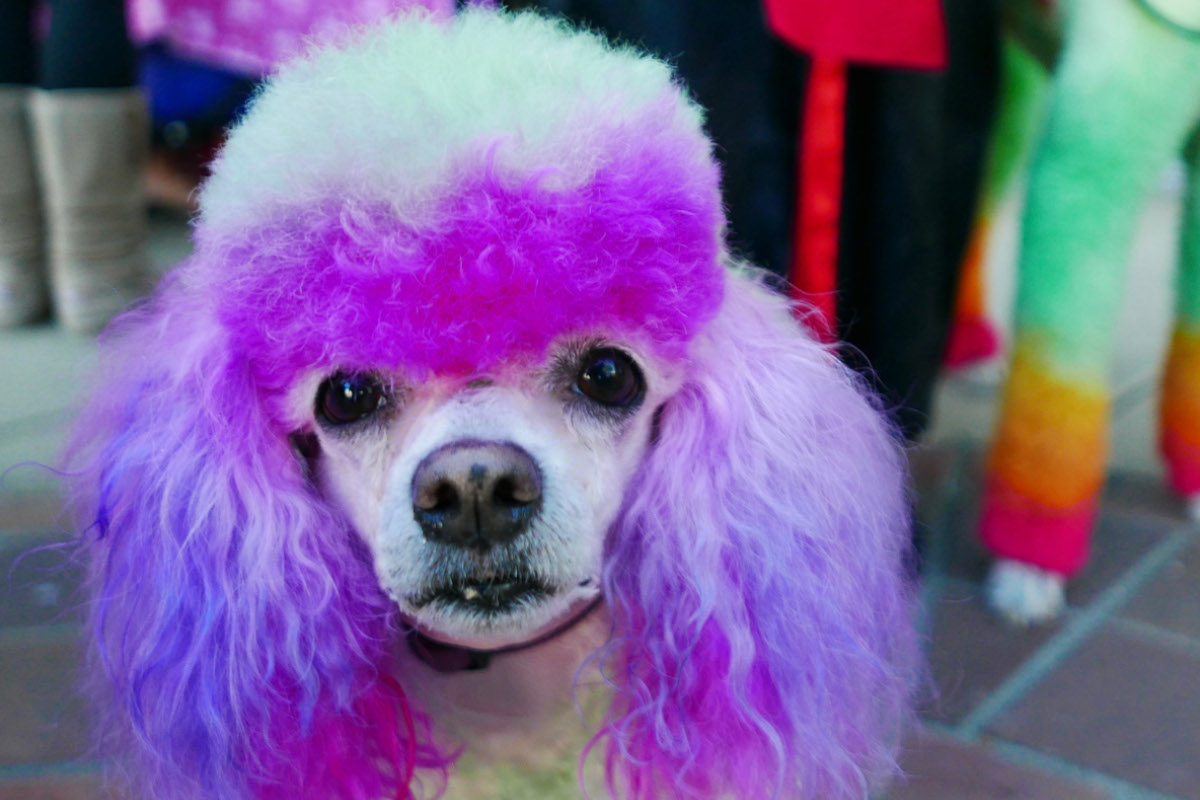 Unveiling BehindtheScenes Secrets Of The National Dog Show Family