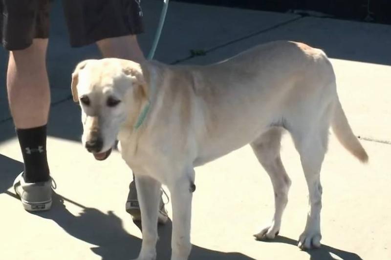 Heartwarming Reunion: U.S. Soldier And His Dog Share Touching Moment