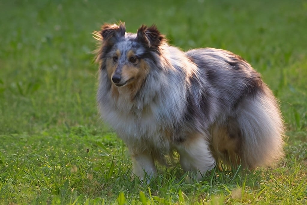 Hiker Saves Strange Animal Found In Muddy Pond - Family and Pets