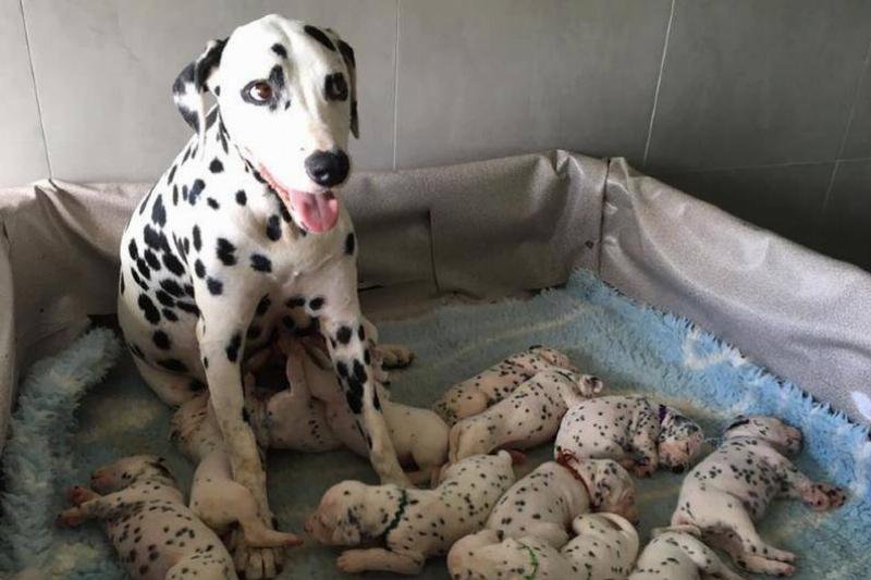 The True Story Of 101 Dalmatians Could Be Even More Adorable Than The Film