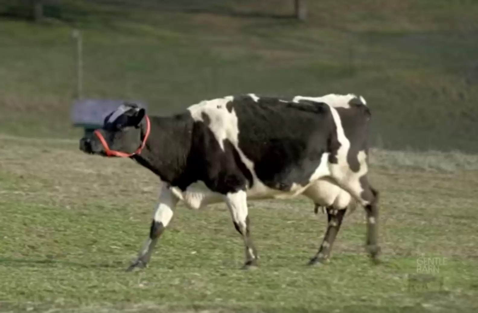 This Cow Couldn't Stop Crying Until She Was Reunited With Her Lost ...