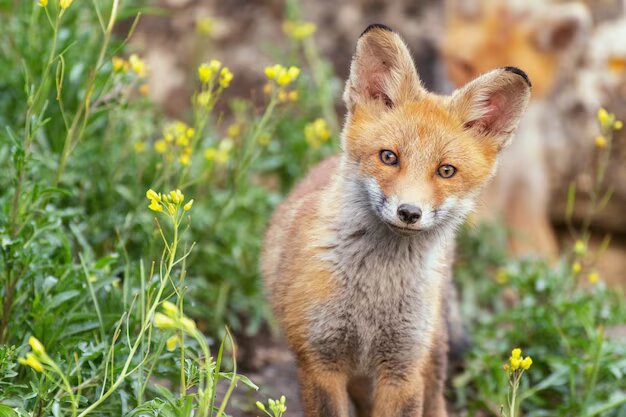 37 Cute Wild Animals Disturbing Wildlife Photographers’ Work