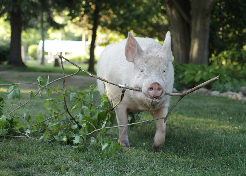 This Couple Believed They Adopted A Tiny Pig But Got A Surprise Instead   73d03f4d Micro Pig 10 