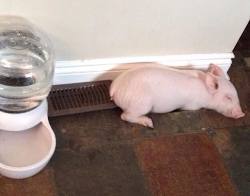 This Couple Believed They Adopted A Tiny Pig But Got A Surprise Instead   7c8d30c5 Micro Pig 3 