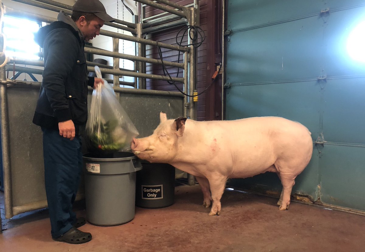 This Couple Believed They Adopted A Tiny Pig But Got A Surprise Instead   Bcda46df Micro Pig 8 