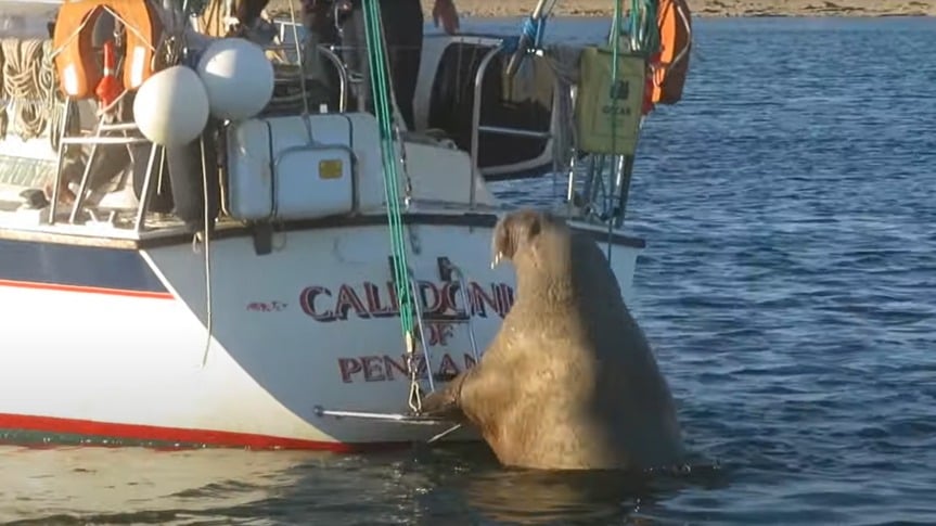 Wally The Walrus Caused So Much Trouble In This Coastal Town That ...