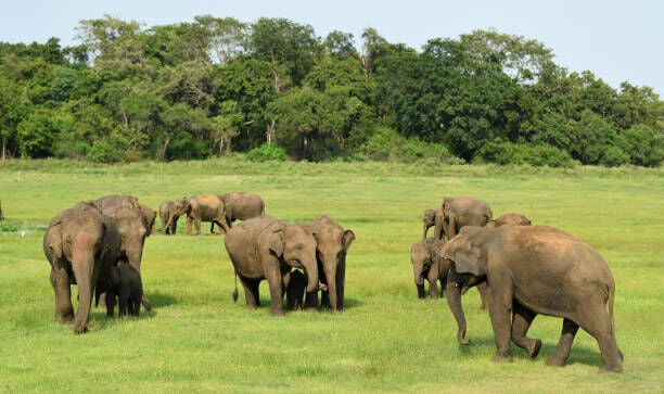 An Unexpected Source Provides Assistance To A Struggling Baby Elephant