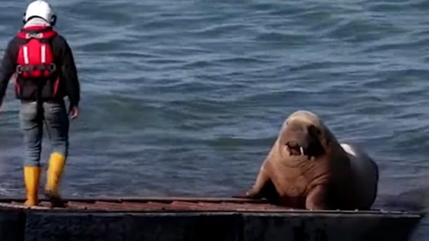 Wally The Walrus Caused So Much Trouble In This Coastal Town That ...
