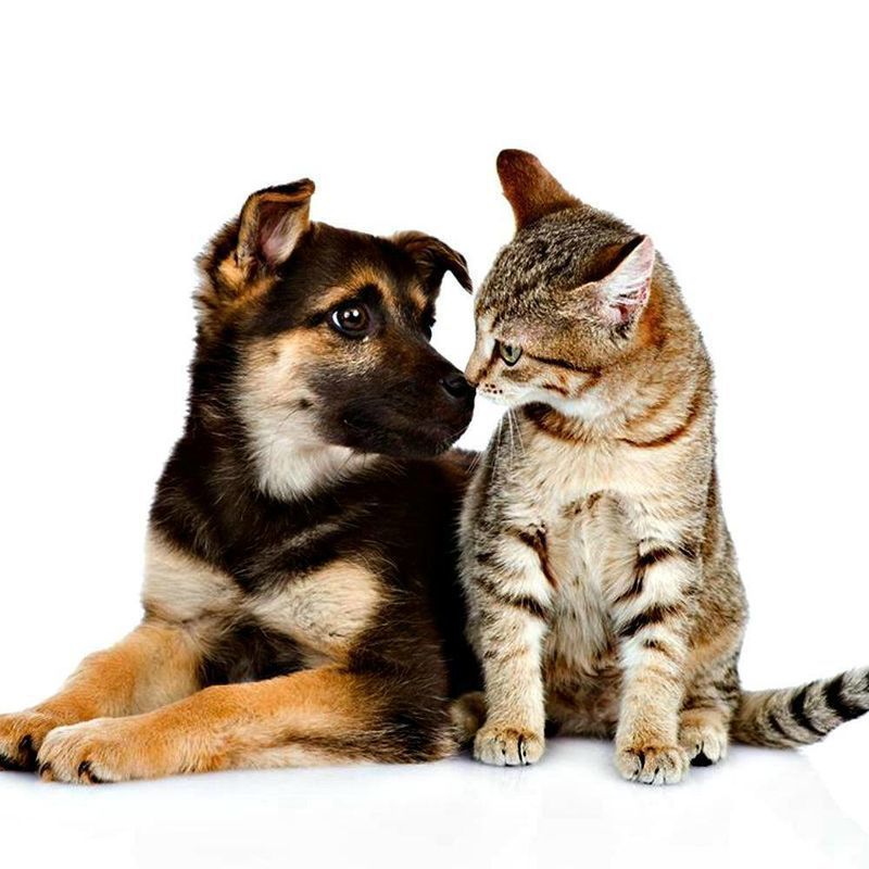 Cat Steals Dog’s Puppies – Find Out The Surprising Reason Behind it