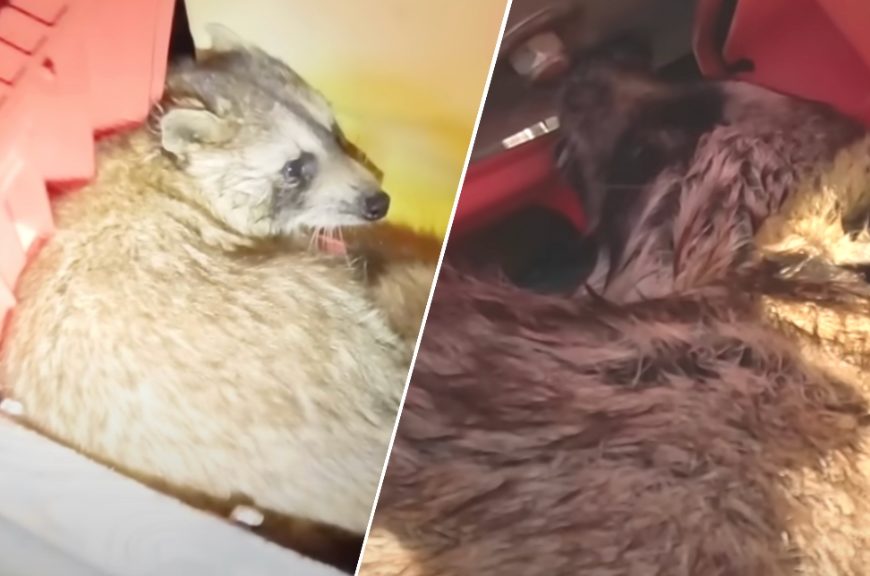 Stranded Baby Racoon Dozes Off in a Fisherman s Boat After Being Stranded Baby Racoon Dozes Off in a Fisherman s Boat After Being