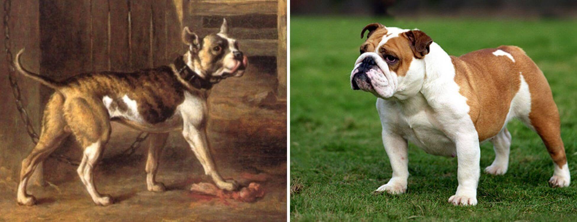 Then And Now: How Dog Breeds' Appearances Have Evolved Over The Past ...