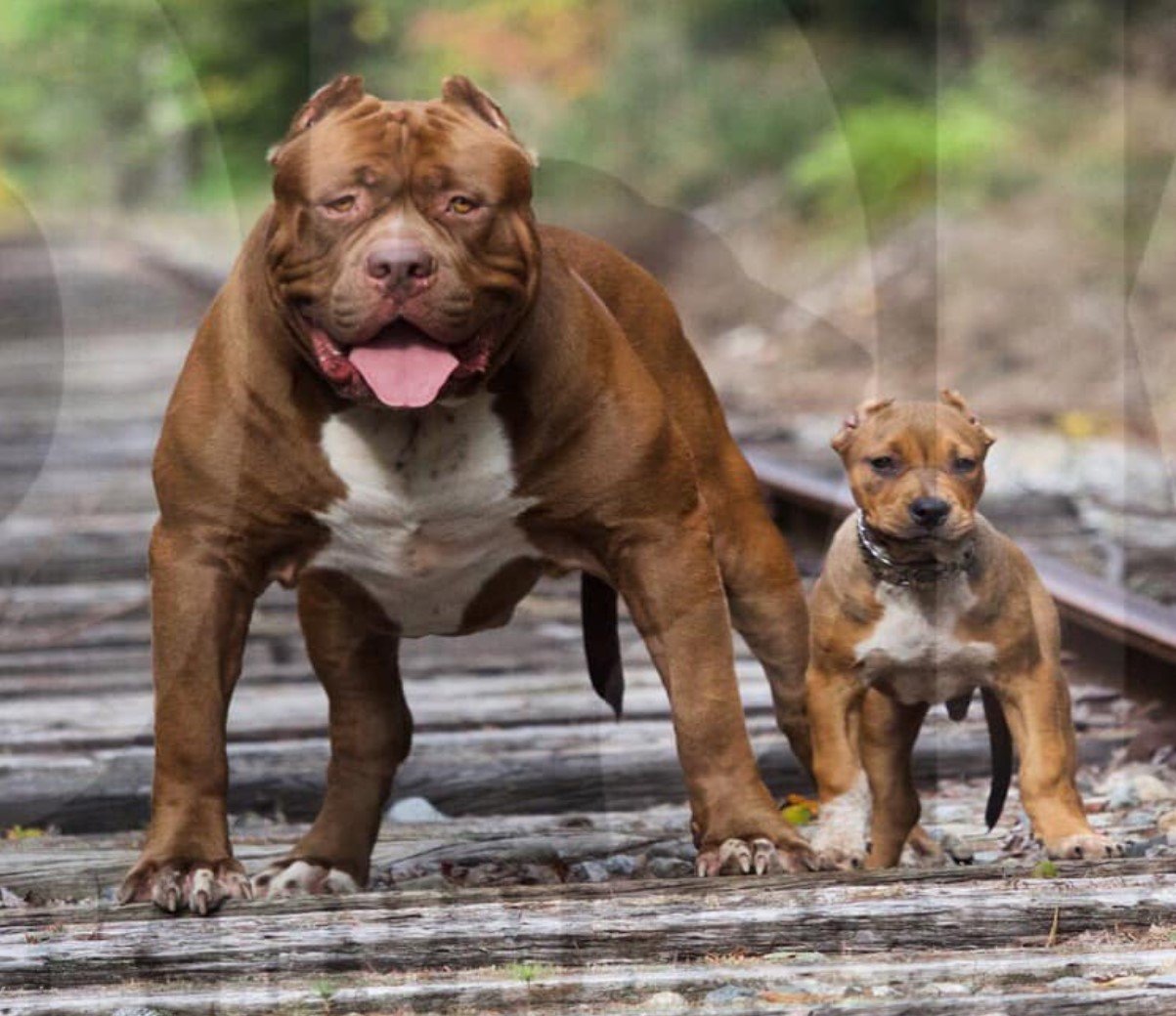 Introducing Hulk: The Biggest 175-Pound Pit Bull You’ll Ever Meet