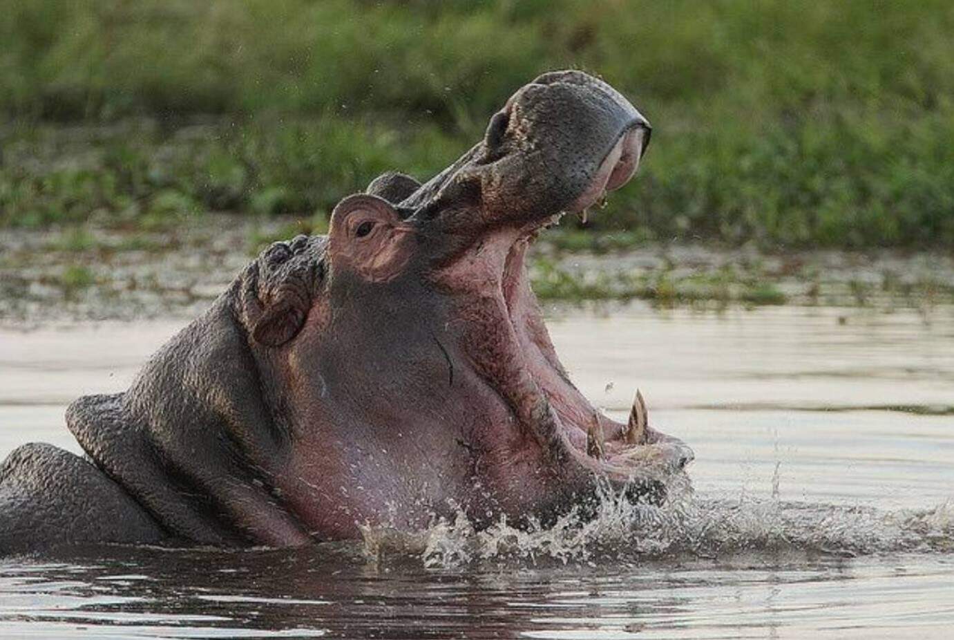 Against The Odds: The Incredible Story of a Hippo Attack Survivor ...