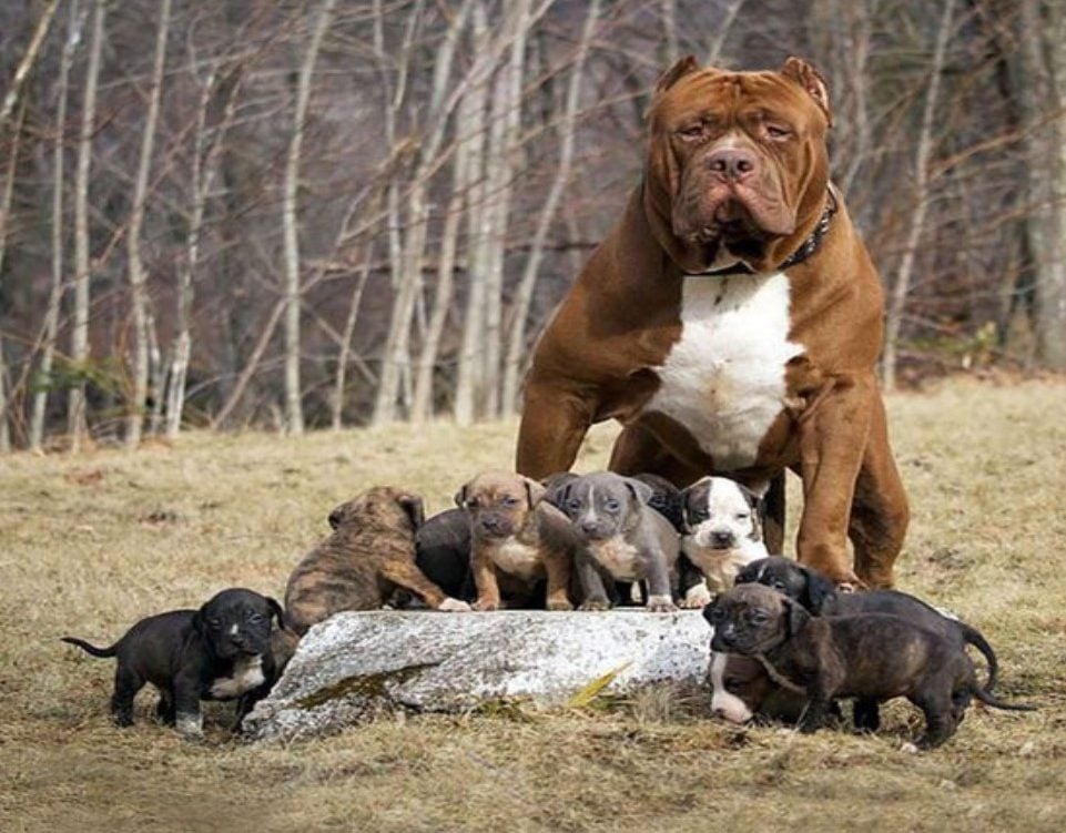 Introducing Hulk: The Biggest 175-Pound Pit Bull You’ll Ever Meet