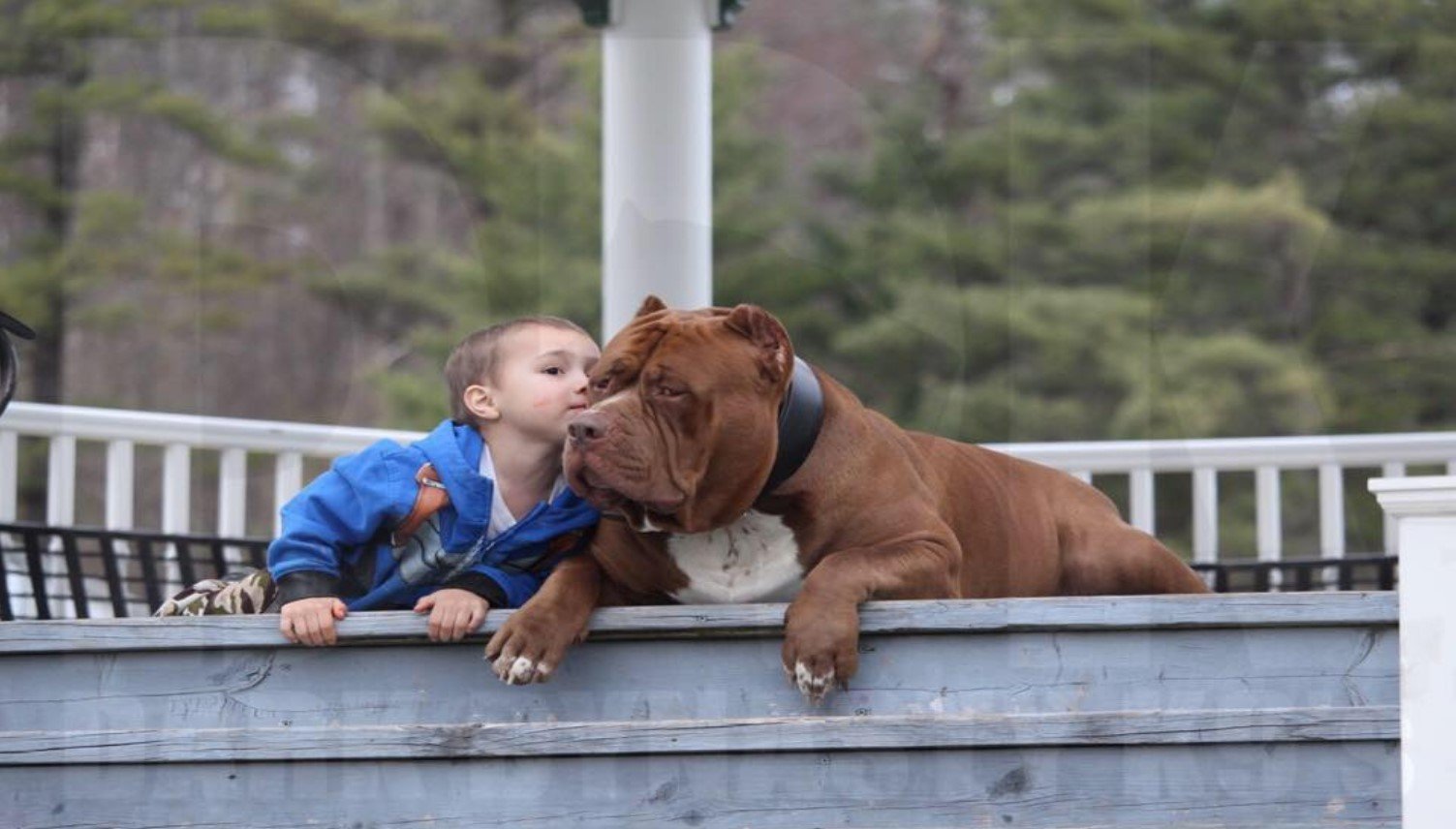 Introducing Hulk The Biggest 175 Pound Pit Bull You Ll Ever Meet