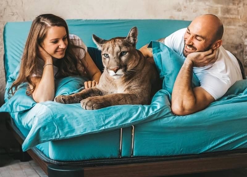 A Couple Brings A Wild Puma Into Their Home: An Unusual Adoption Story