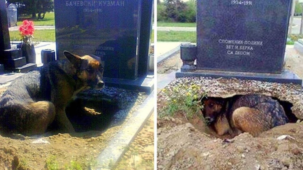 Faithful Dog Won't Leave Grave - The Reason Why Is Surprising - Family ...