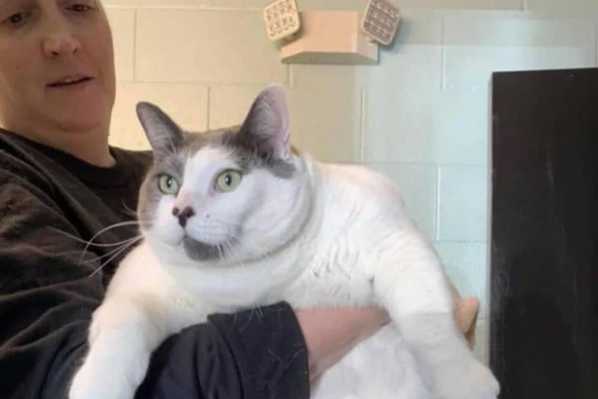 Enormous 40 Pound Cat Becomes Online Sensation “the Largest Cat Anyone Has Ever Seen”